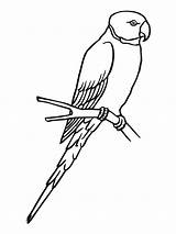 Parrot Coloring Parakeet Pages Bird Sketch Para Periquito Colorear Online Color Birds Printable Clipart sketch template