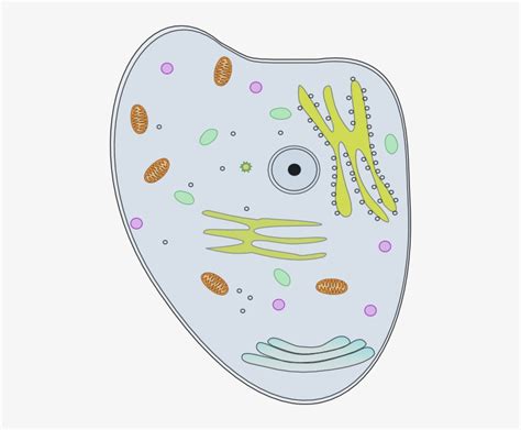 animal cell cliparts   animal cell cliparts png images  cliparts