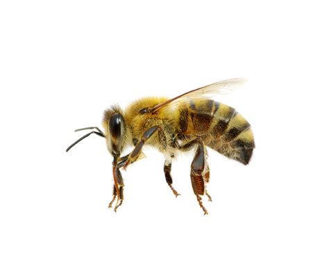 het gaat weer beter met de bijen trouw