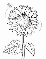 Sunflower Coloring Pages Printable Drawing Color Sunflowers Template Getdrawings sketch template