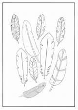 Feathers Feather Plumage sketch template