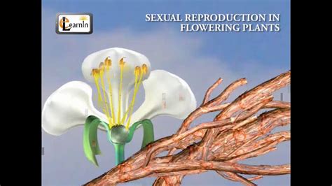 Sexual Reproduction In Flowering Plants Biology Youtube