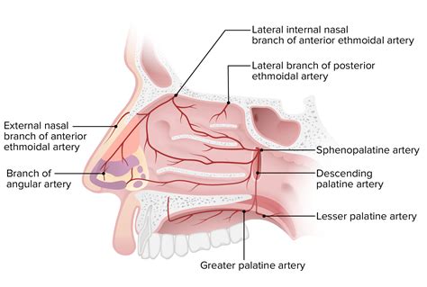 nasal cavity anatomy model