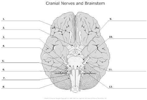 ️cranial nerves worksheet answers free download