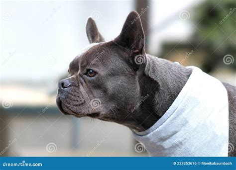 healthy brachycephalic black french bulldog dog  long nose stock photo image  muzzle