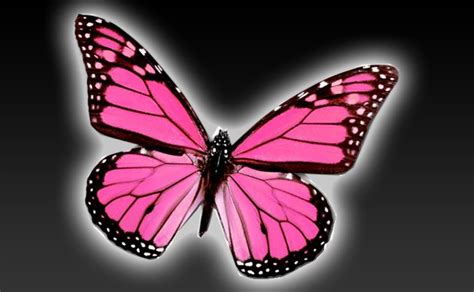 Free Download Wallpaper Pink Butterflies Adult T Shirt Pink Butterflies