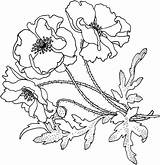 Flower Poppies Coloring Poppy Supercoloring Pages Printable Drawings Red Line sketch template