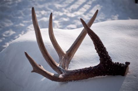 determine   antlers  worth outdoorhub