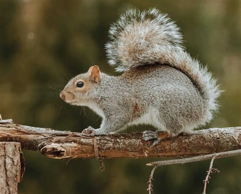 eastern gray squirrel hunting history habitat  biology