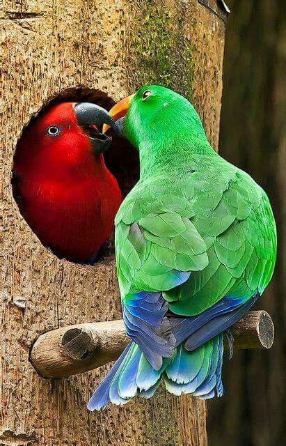 Male And Female Eclectus Parrots Bird Couples Pinterest Bird