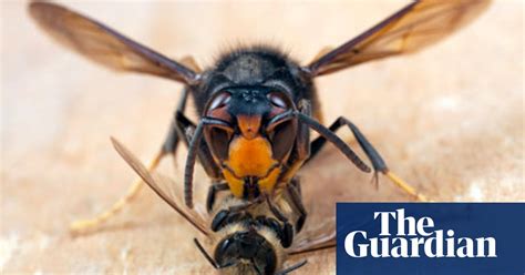 Danger The Bee Killing Asian Hornet Is Set To Invade Britain Insects