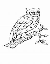 Coloring Owl Tree Pages Flying Birds Branch Birch Bird Realistic Owls Color Printable Print Getcolorings Popular sketch template