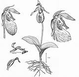 Illustration Botanical Slipper Lady Cypripedium Pink Acaule Scientific Featured Northamericanorchidcenter sketch template
