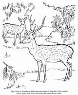 Coloring Deer Drawing Pages Animal Drawings Kids Jungle Axis Printable Animals Forest Print Chital Wild Activity Draw Life Scene Colouring sketch template