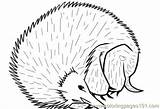 Hedgehog Coloring Printable Hedgehogs Resting Style Color Online Animals sketch template