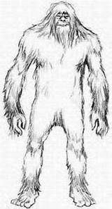 Bigfoot Drawing Sasquatch Drawings Big Google Homo Coloring Search Sapiens Creatures Choose Board sketch template