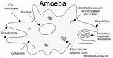 Amoeba Protists Protist Food Single Amoebas Animal Celled Cell Diagram Color Moves Quia Cells Protoplasm Pseudopodia Ap Multiple Detailed Chapter sketch template