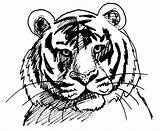 Tigre Coloriage Tete Coloriages Dessiner Colorier Sabre Environnement Tête sketch template