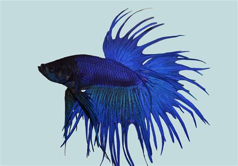 betta splendens crowntail blue  pr foto betta fish betta fish pet