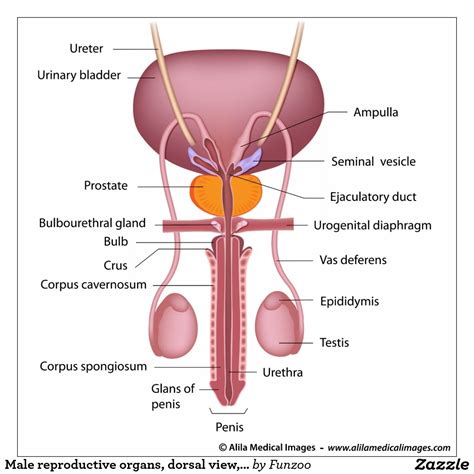 Male Reproductive System Diagram Unlabeled Front View