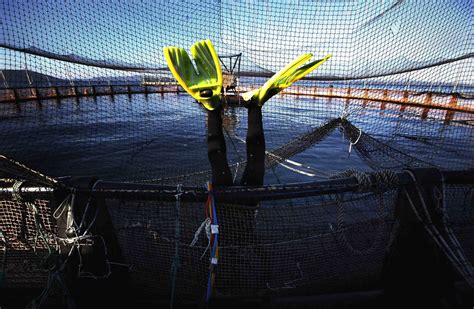 buffalo race festival superhero window washers