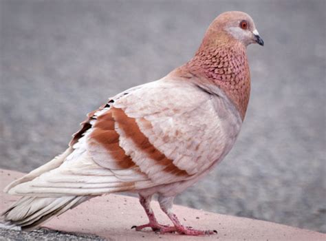 types  pigeons