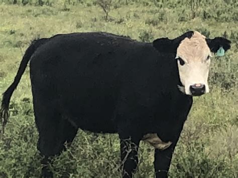 angushereford cross cattle texas