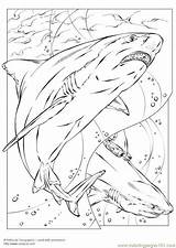Coloring Shark Hungry Pages Sharknado Getcolorings sketch template