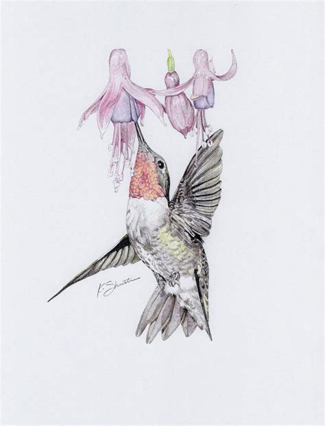 Hummingbird Drawing By Kathy Shuster Fine Art America