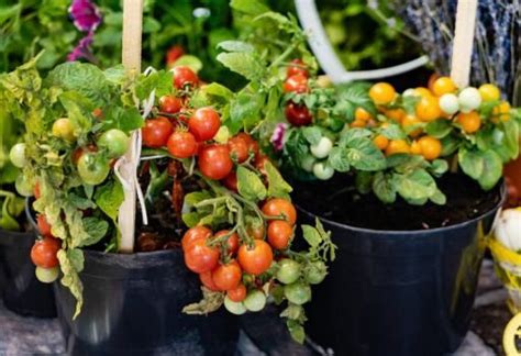 grow cherry tomatoes indoors  easy guide indoor garden nook