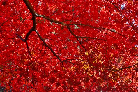 varieties  japanese maple trees  colorful foliage