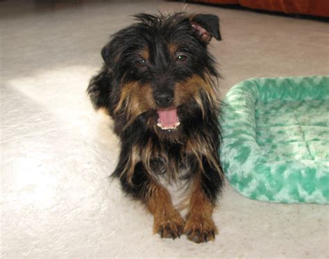 aislinge bray terrier s tullia is a beautiful black and tan jack russell with a gorgeous rough coat