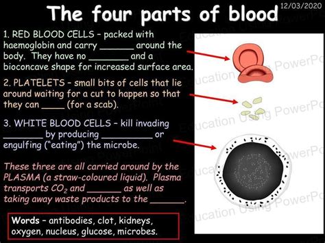 biology education  powerpoint