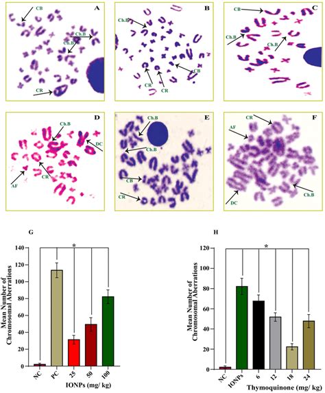 Ionps Induced Chromosomal Aberration In Bone Marrow Cells Of The