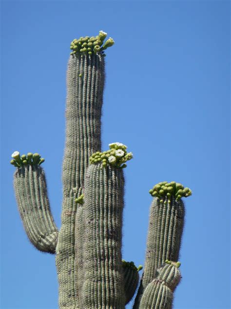 road runner saguaro cactus flower
