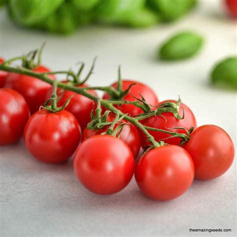 heirloom large red cherry tomato seeds  amazing seeds