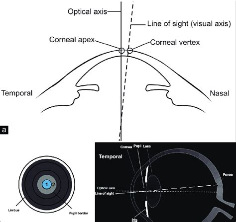 centers   cornea corneal apex  corneal vertex