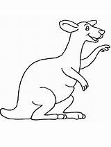 Kangaroo Color Coloring Pages Popular sketch template