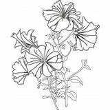 Coloring Pages Flower Flowers Drawing Petunias Kids Outline Petunia Colouring Drawings Sheets Crafts Books Clipart Book Choose Board Adult sketch template