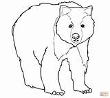 Bear Grizzly Coloring Polar Pages Face Young Bears Drawing Color Template sketch template