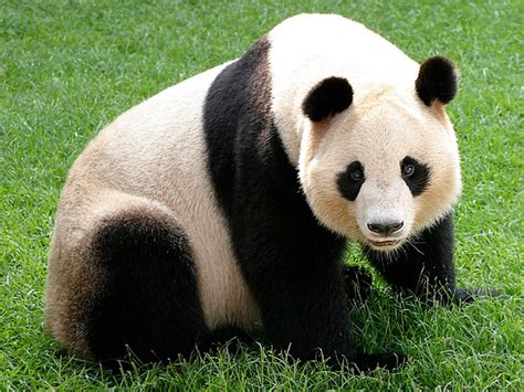 giant panda endangered animals list  endangered animals konica minolta