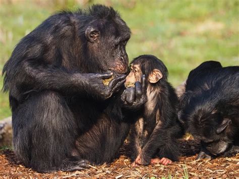 chimpansee alle informatie beekse bergen