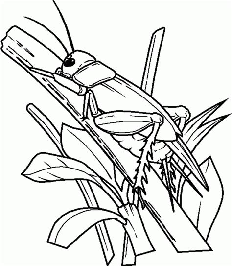 bugs coloring pages  kids coloring home