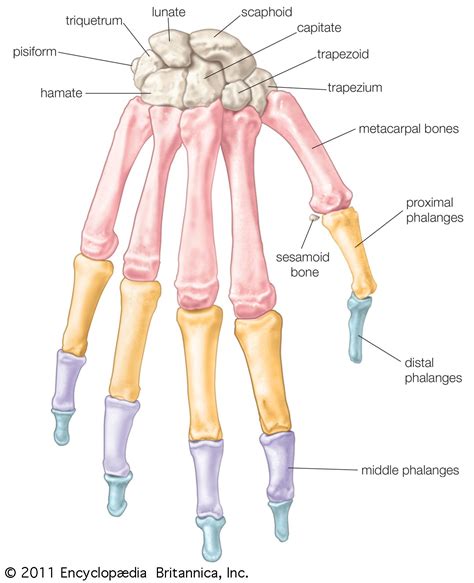 hand definition anatomy bones diagram facts britannica