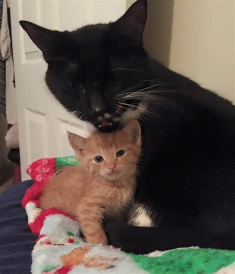 ginger kitten picks out new mommy at foster home