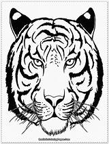 Tiger Coloring Pages Face Drawing Realistic Head Adult Tooth Siberian Outline Saber Line Printable Color Tigers Animal Sabre Getcolorings Print sketch template