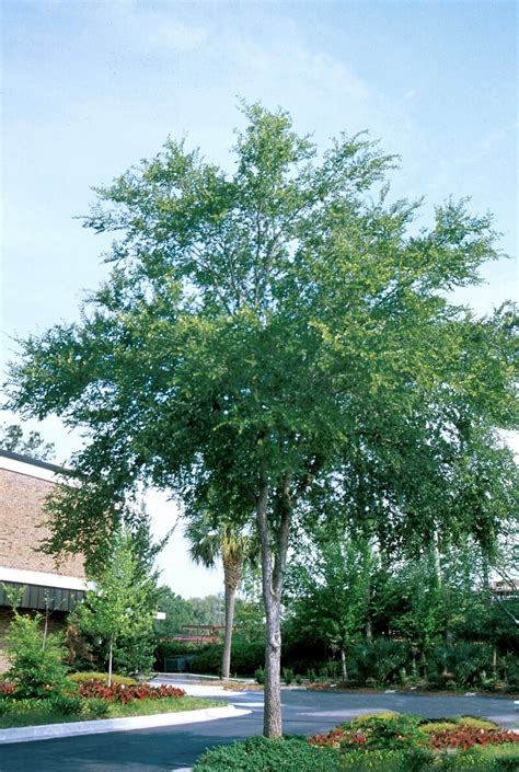 Ulmus Crassifolia Cedar Elm 5 Trees Siteone