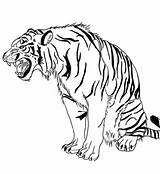 Tigre Tygrys Snarling Colorare Disegni Tigri Rugiendo Tijger Roaring Bengala Tigres Stripes Kolorowanka Supercoloring Colorier Tijgers Printen sketch template