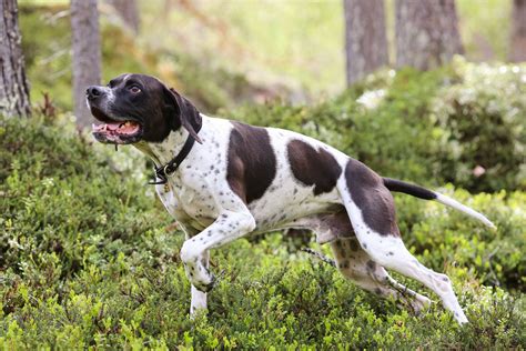 spotted dog breeds  smart dog guide