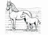 Coloring Horse Mustang Pages Draft Printable Shire Color Getcolorings Getdrawings Colorings sketch template